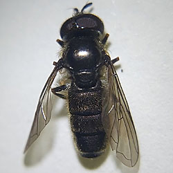 Pipizella annulata